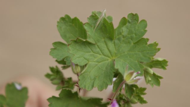 Geranium rotundifolium